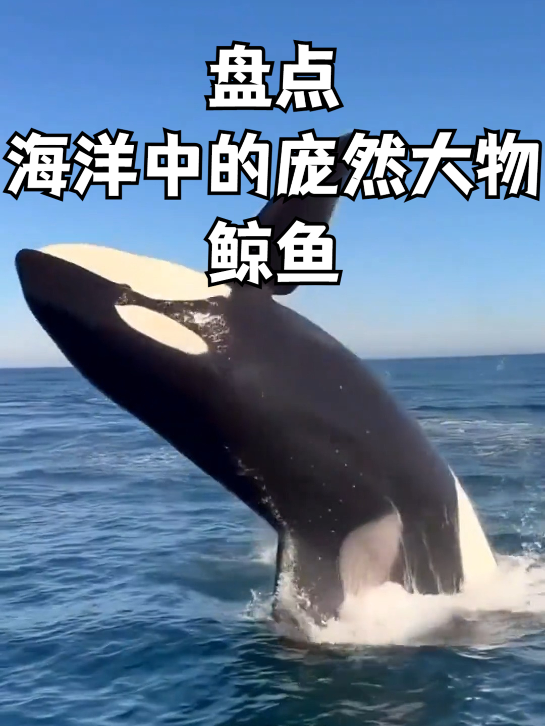 盘点海洋中的庞然大物之鲸鱼