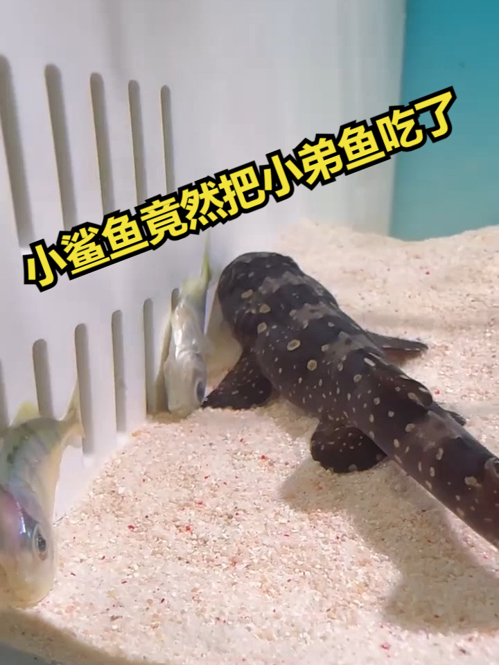 小鲨鱼竟然把小弟鱼吃了