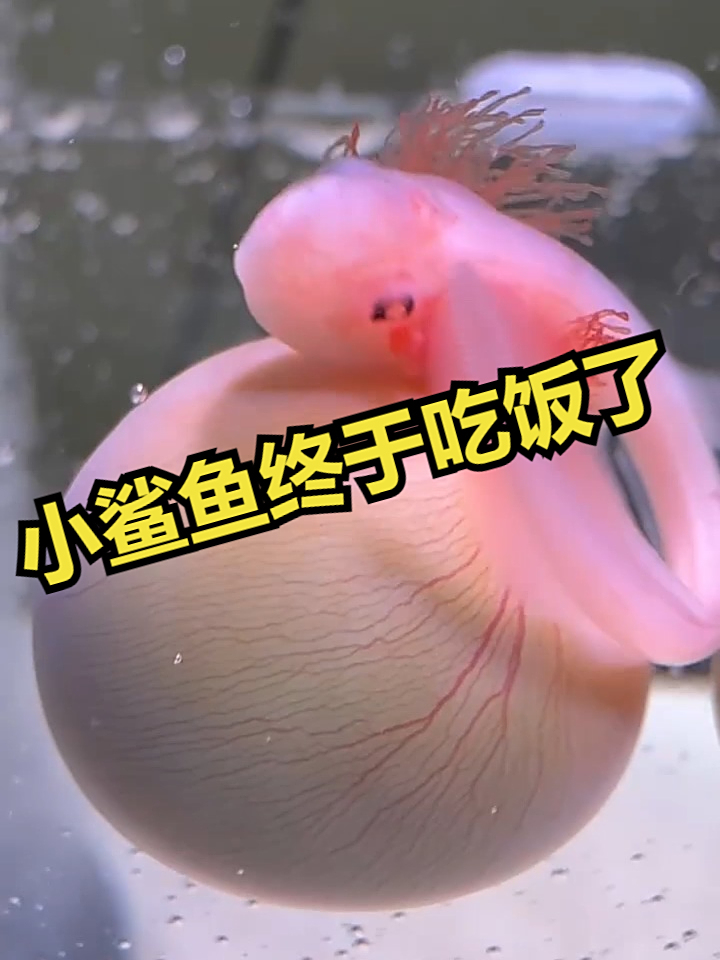 小鲨鱼终于吃饭了