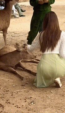 帣ͼƷϵ С¹