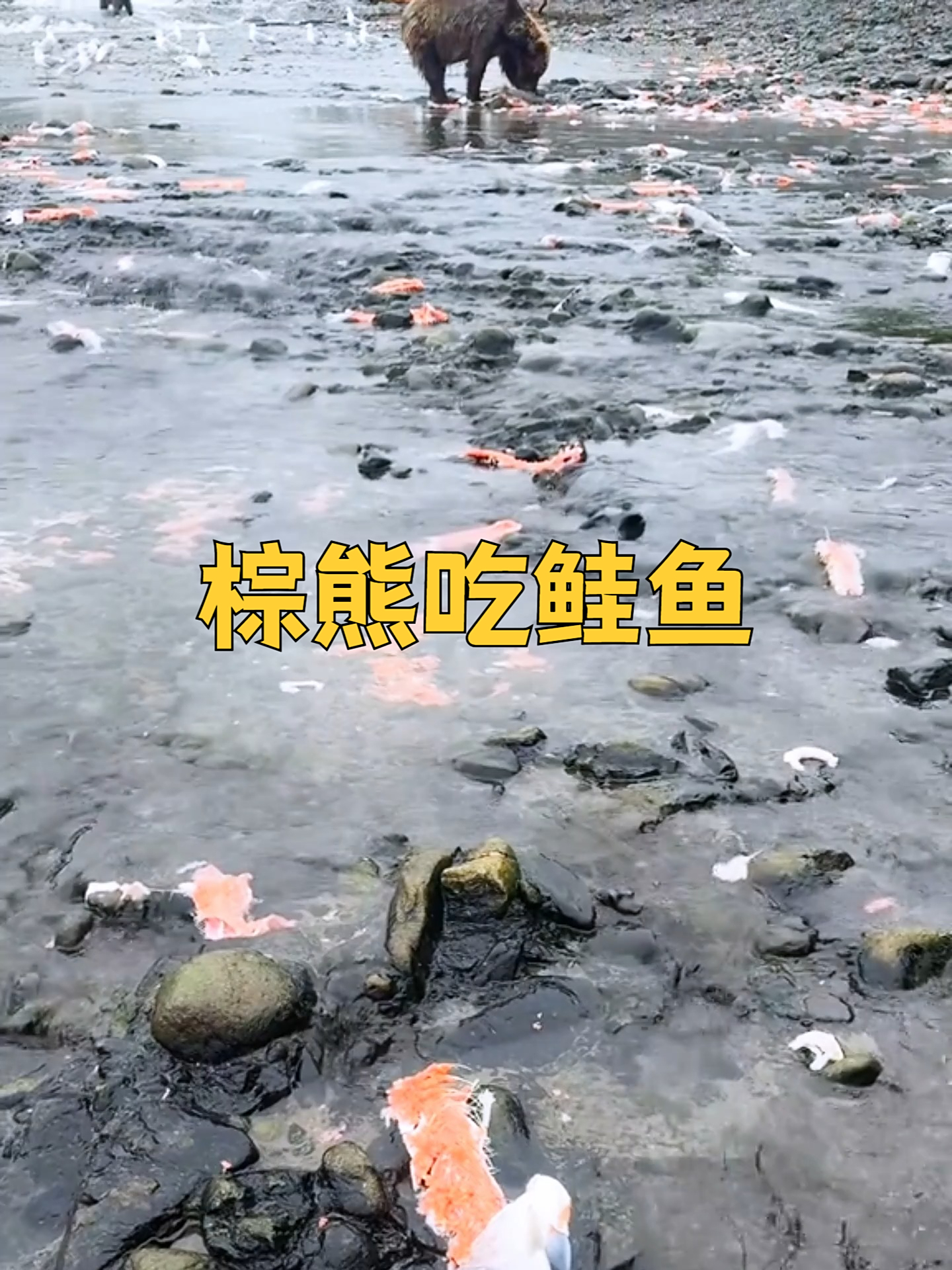 棕熊吃鲑鱼有多浪费？到处都是吃剩的鱼身，而且每条只吃几口而已