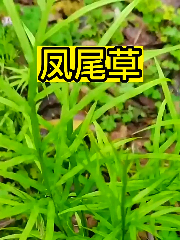 凤尾草叶子像凤凰尾巴,能清新空气助健康,你见过吗?