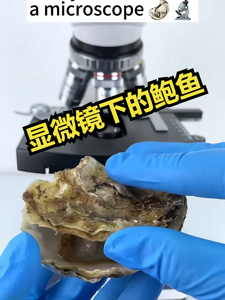 显微镜下的鲍鱼！