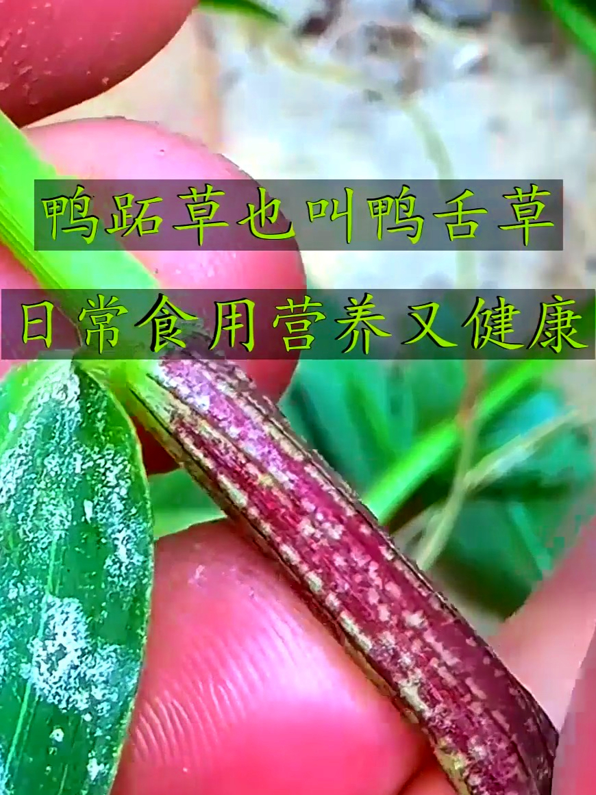 鸭跖草也叫鸭舌草，清火护眼又养心，你的家乡也这么叫它吗？