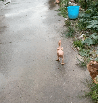 周一內(nèi)涵囧圖云飛系列 男人看美女是先天的反應(yīng)?
