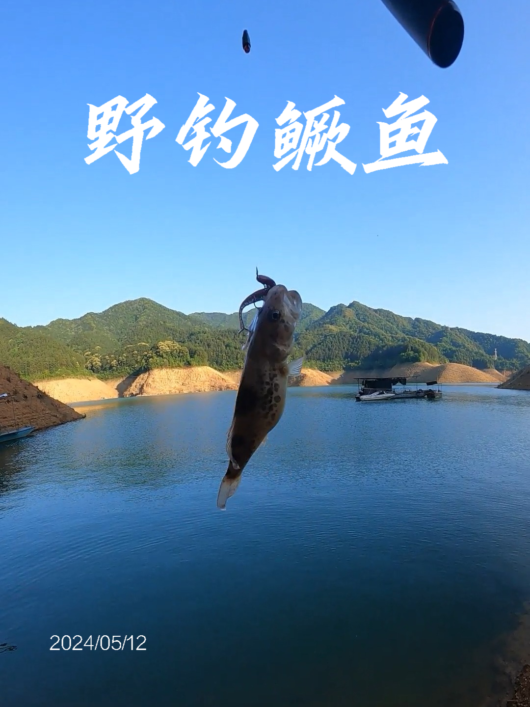 以为是挂底,结果惊喜来了!山体水库鳜鱼真漂亮