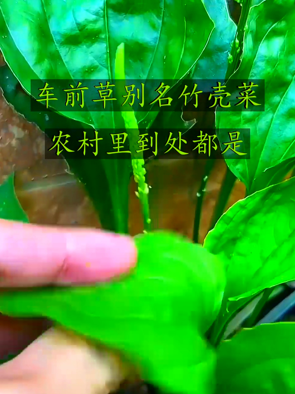车前草别名竹壳菜，清热通便还利水，天然好帮手