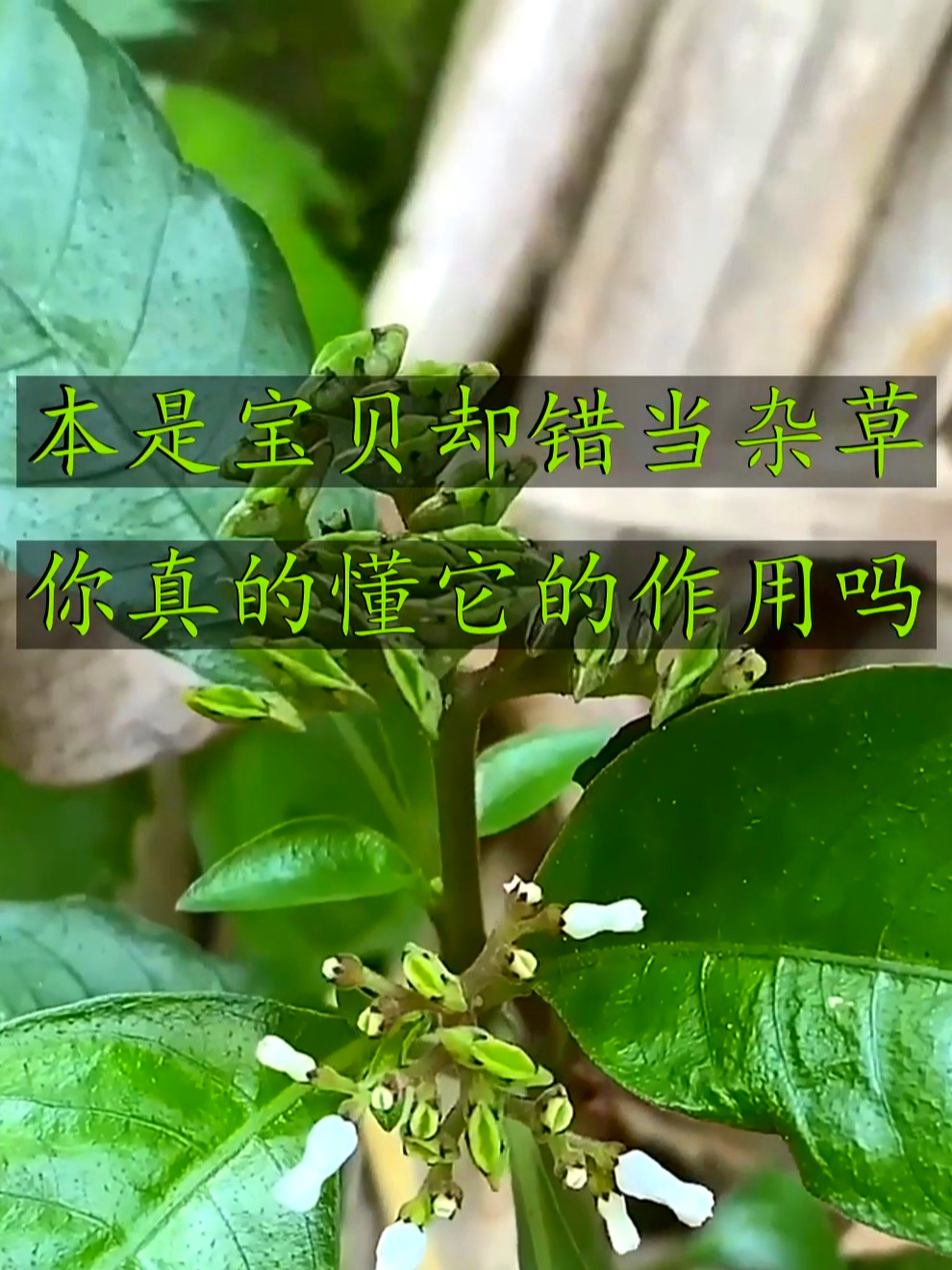 短小蛇根草也叫鸡冠草，帮你轻松应对身体小不适