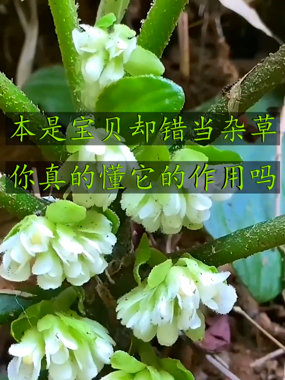 牛耳朵也叫岩青菜,这不起眼的植物作用真是不小,了解它的价值吗
