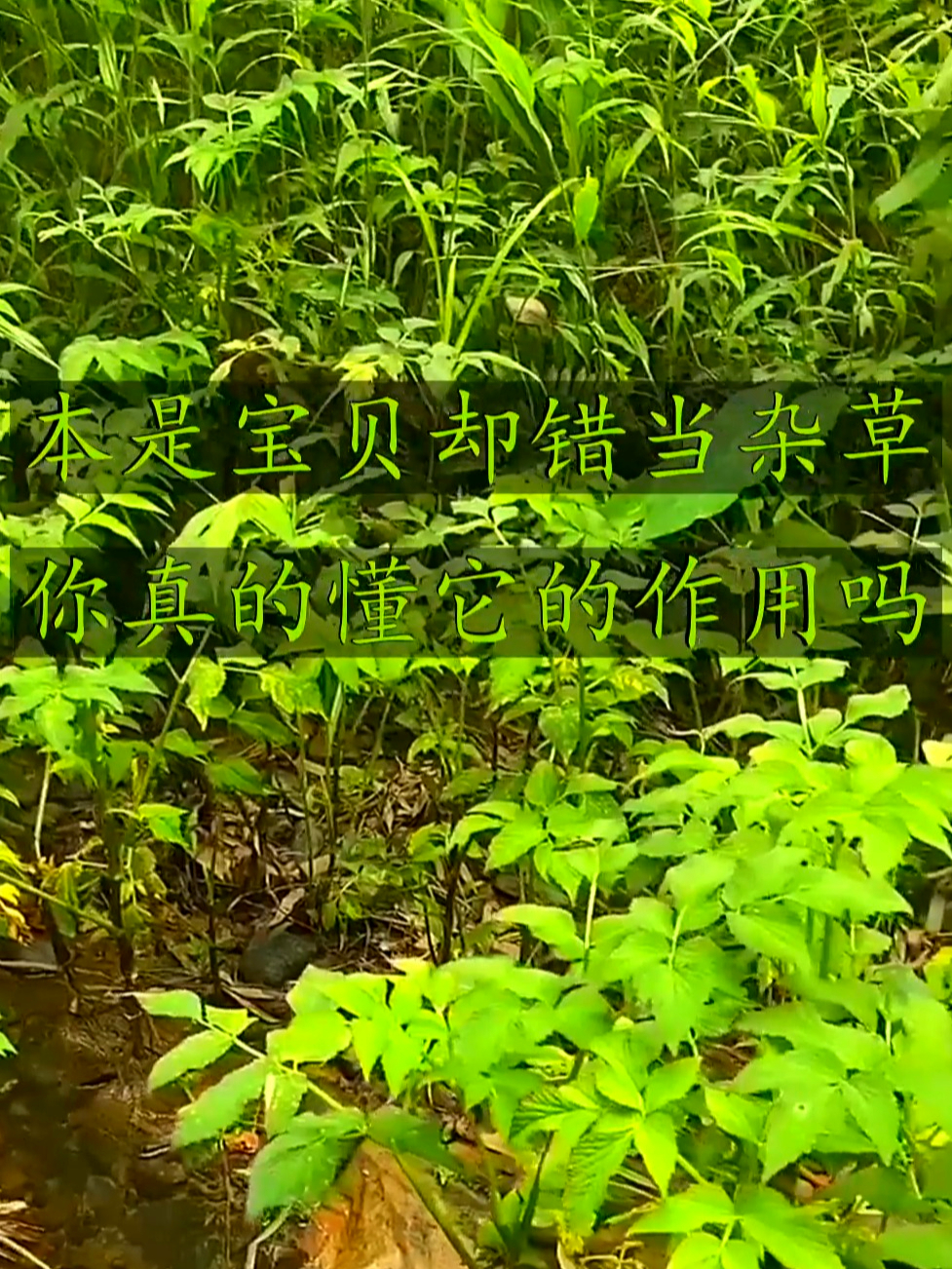 水芹也叫野芹菜,常吃能助你身体轻松又舒畅,你了解不?