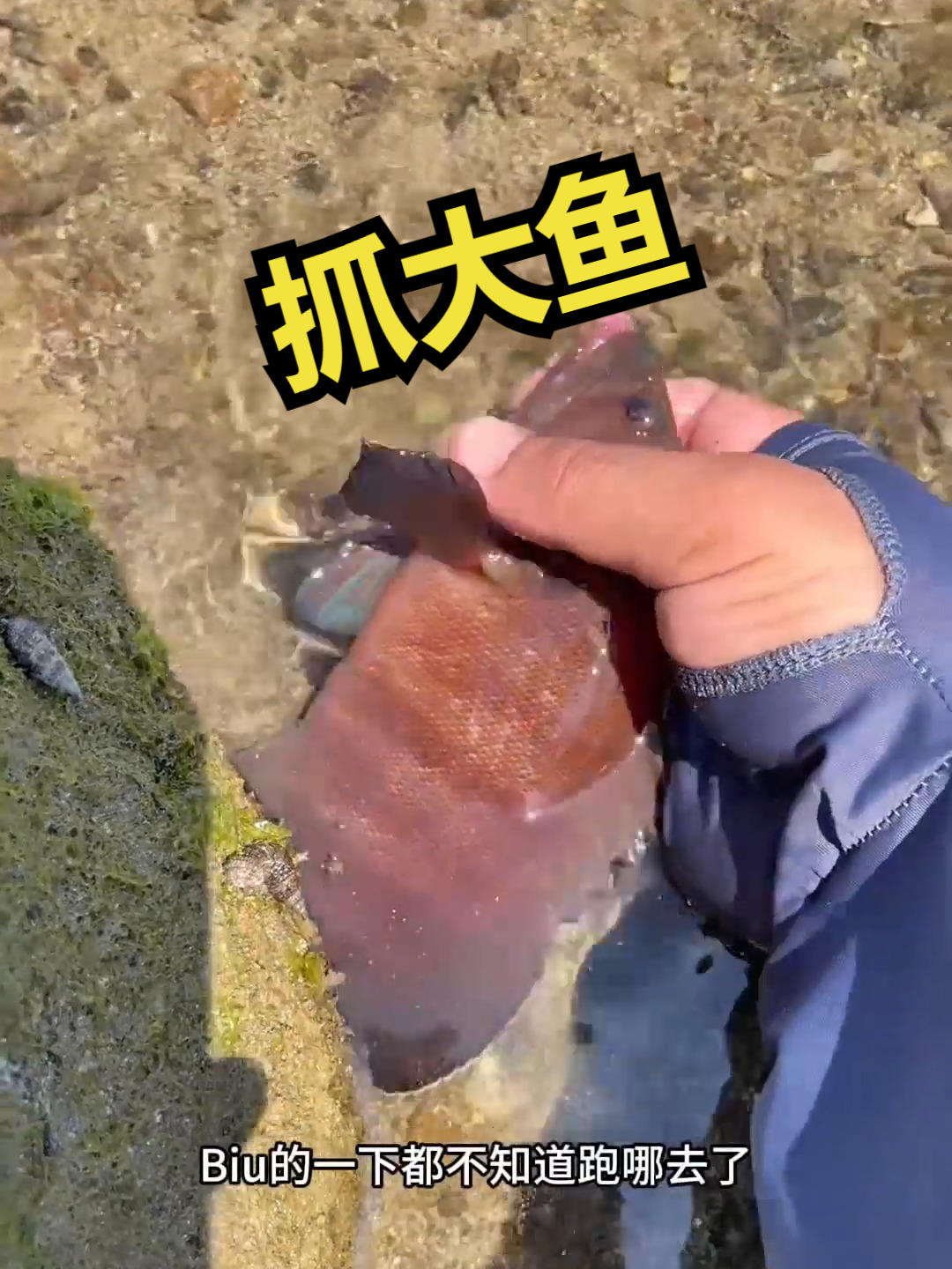 赶海觅食,抓大鱼