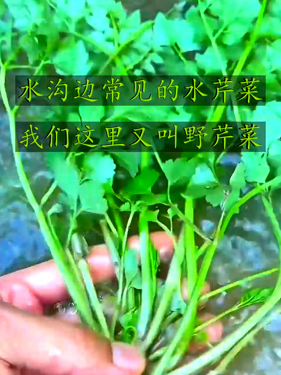 水沟边常见的水芹菜,我们这里又叫野芹菜,你们那里叫什么呢?