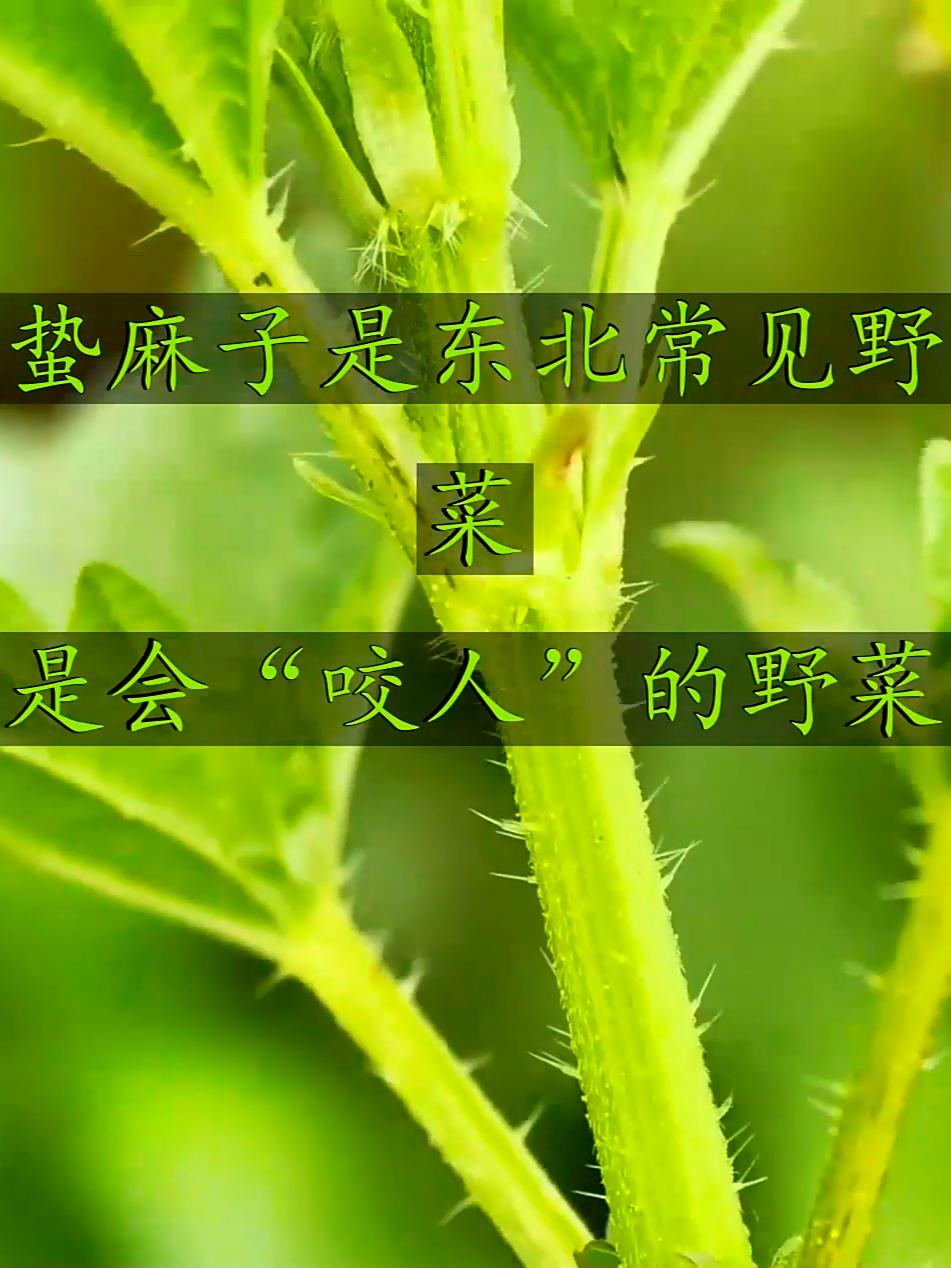 东北常见蛰麻子野菜,天然营养,尝鲜还能给身体添能量