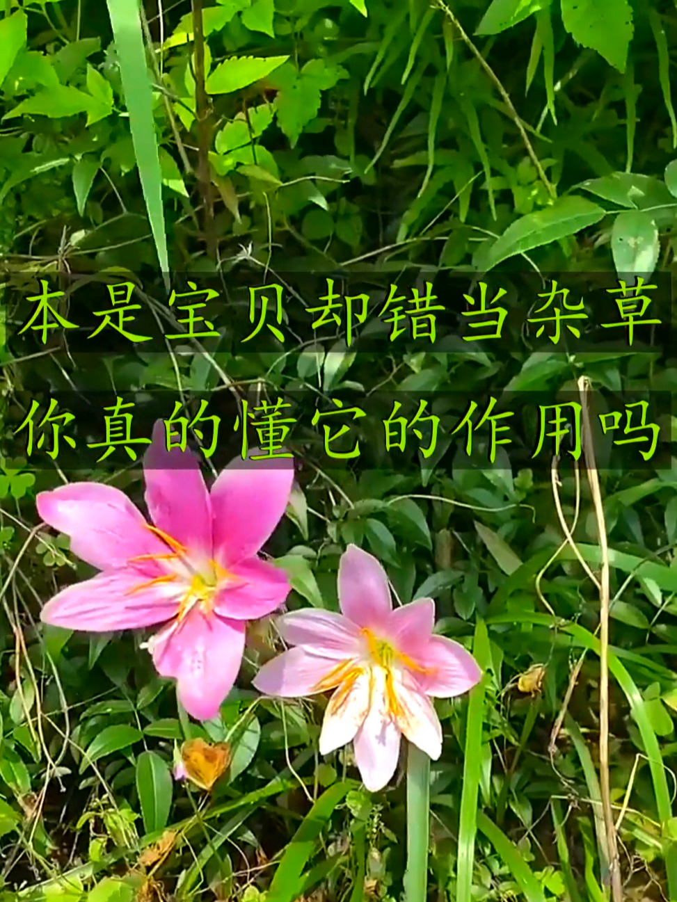 叶子长得像韭菜的韭莲,可净化气,看看你认识吗?