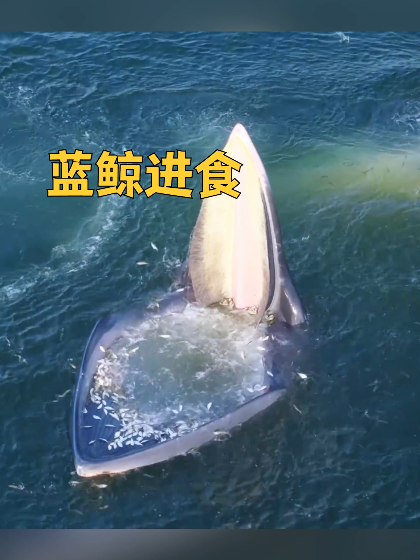 蓝鲸的进食能有多惊人？一次吞下百万只鱼，一天要吃掉4吨的食物