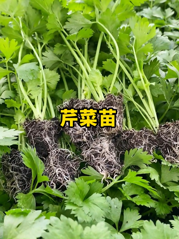 芹菜可以开始种了,用菜苗种植更快收获也更简单!