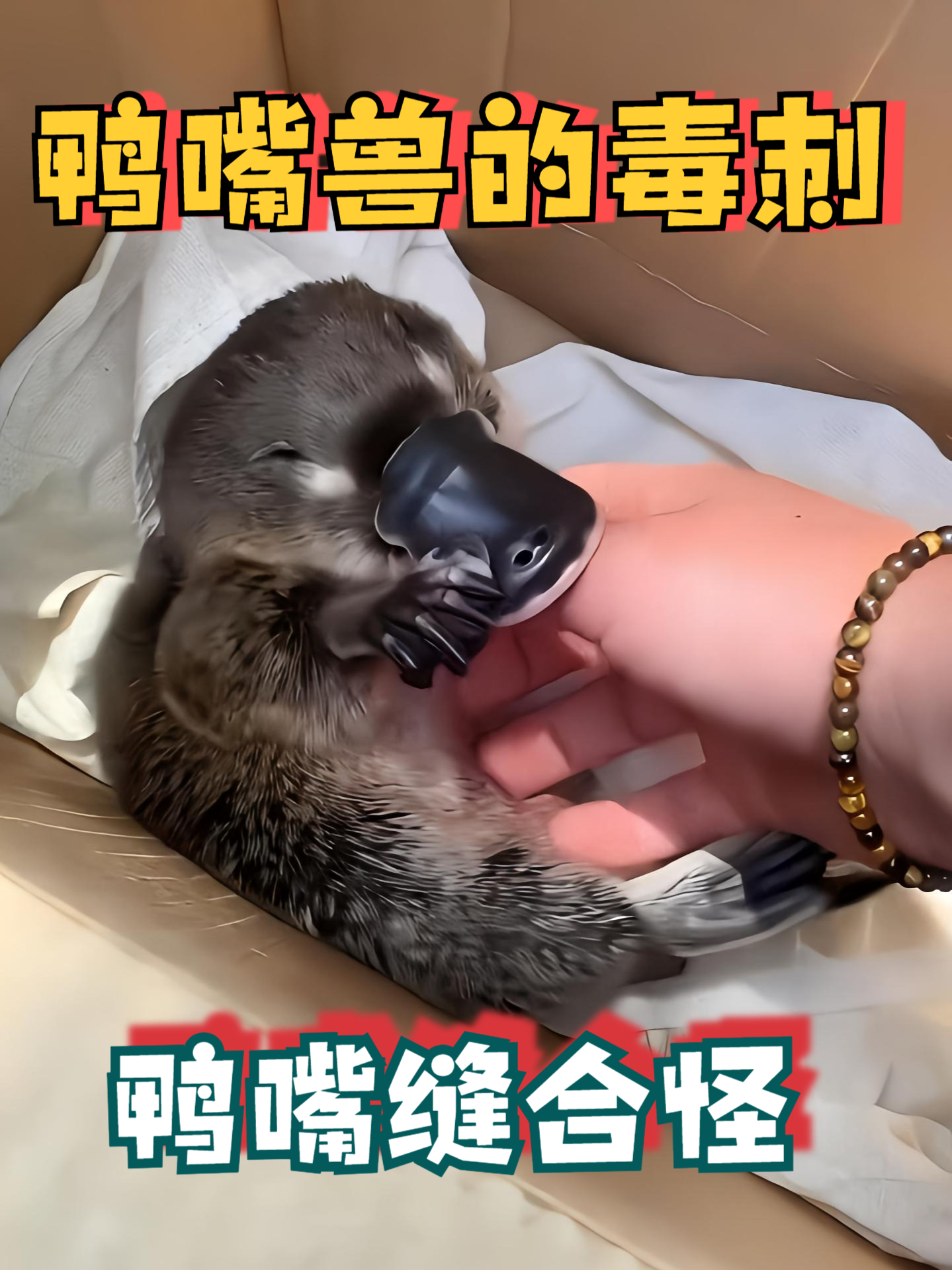 鸭嘴兽居然自带毒刺?被扎一下能痛到怀疑人生!