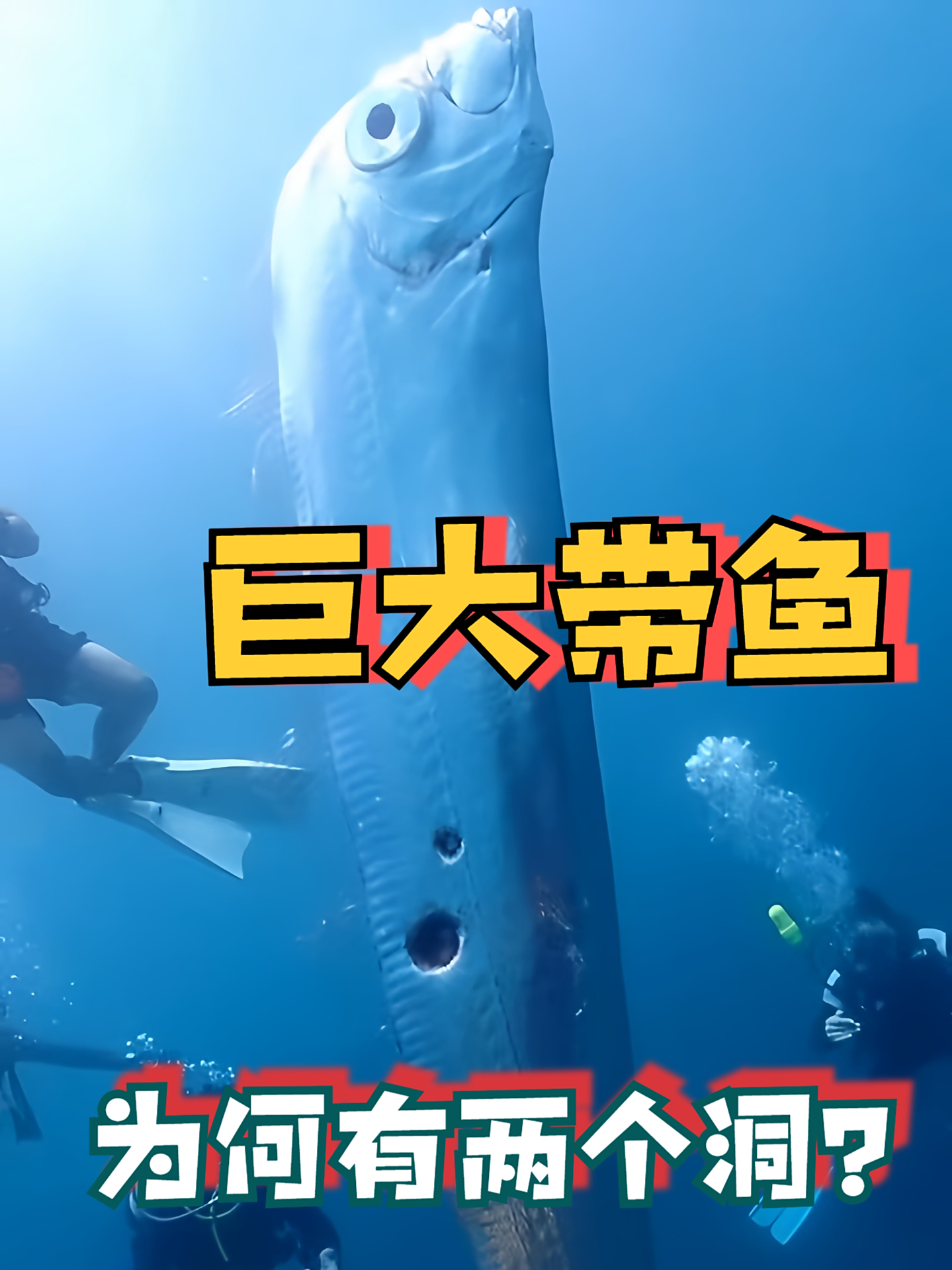 为什么这条巨大的带鱼身上出现诡异的洞?