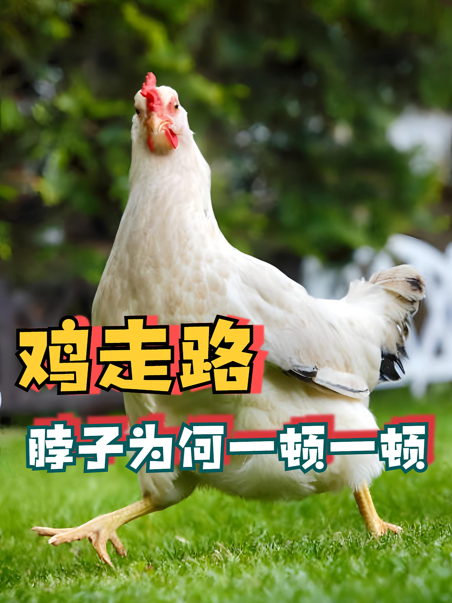 鸡走路时为什么脖子一顿顿的?