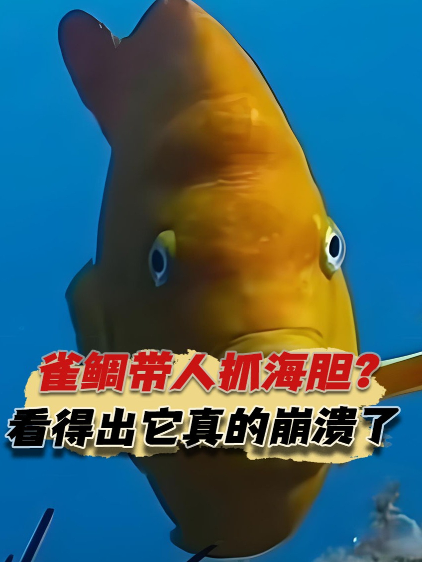 雀鲷带人抓海胆?第一次在一条鱼脸上,看到这么崩溃的表情