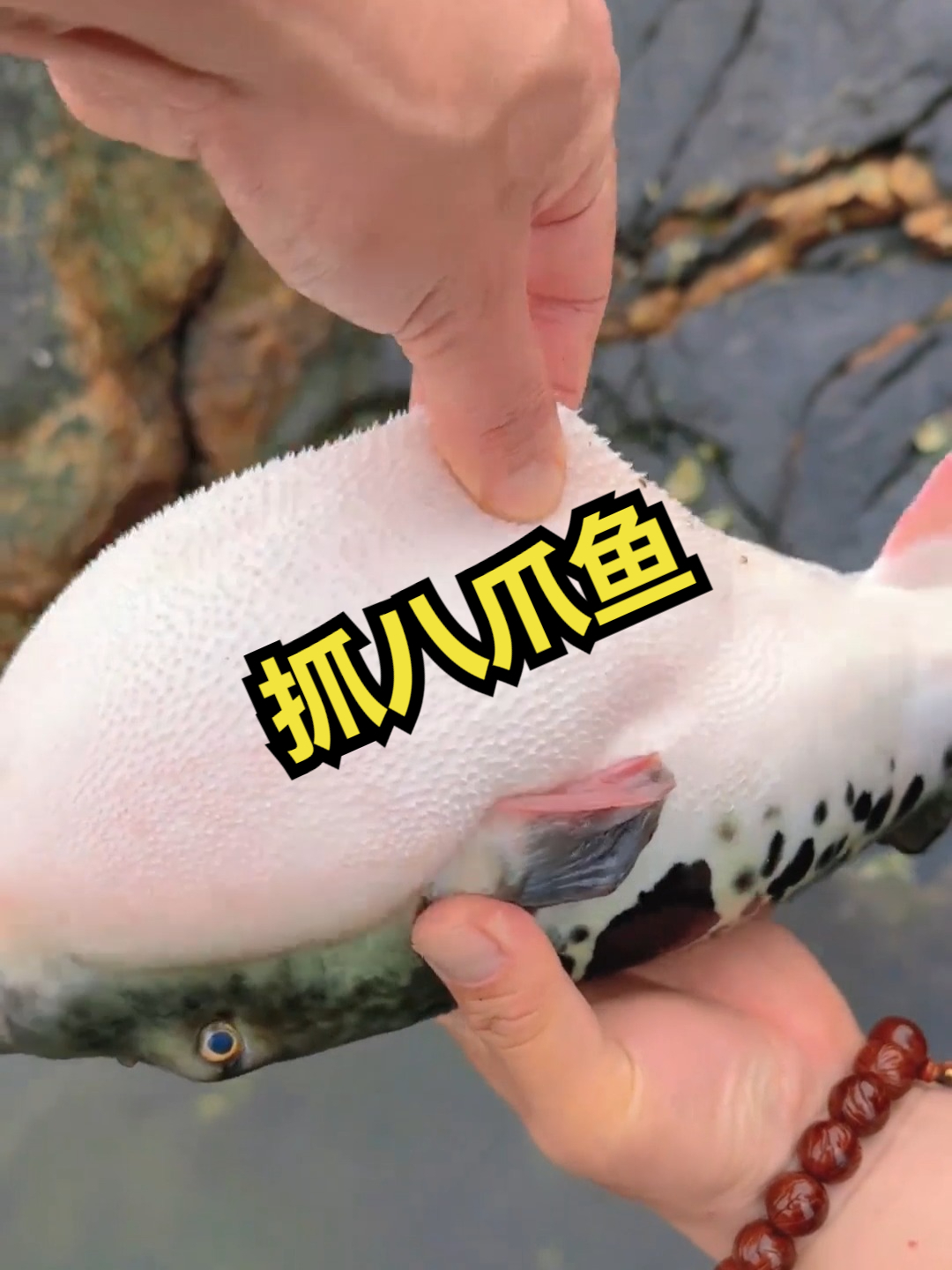 赶海觅食,抓八爪鱼