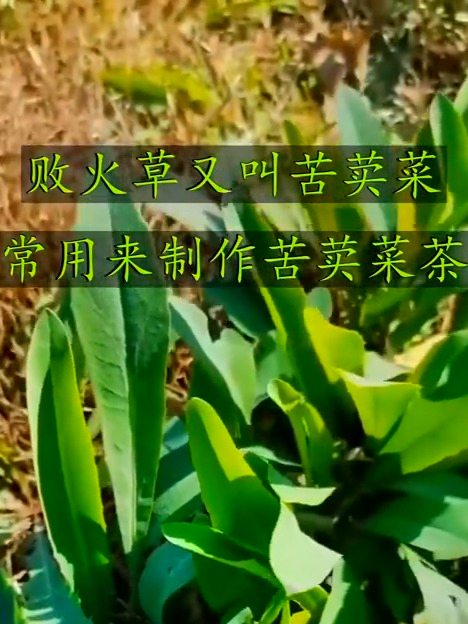 中华苦荬菜真不错,清火助消化一流,家常野菜快安排