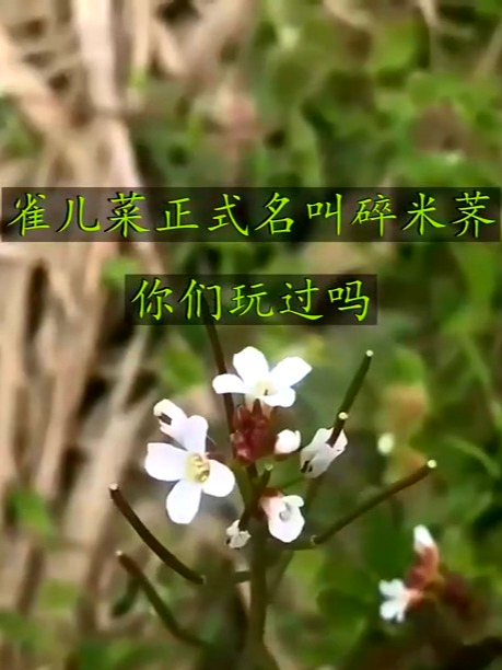 雀儿菜你们玩过吗,清爽可口能解腻,家常小炒超合适