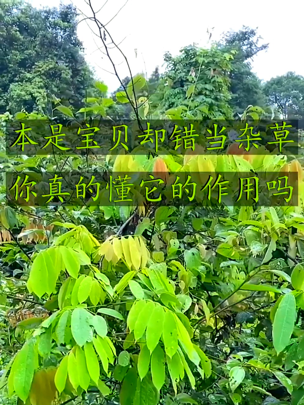 厚果崖豆藤被称为“毒鱼藤”,用处奇妙,快来认识下