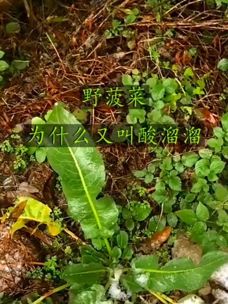 野菠菜又叫酸溜溜,助消化增食欲,天然滋养小能手