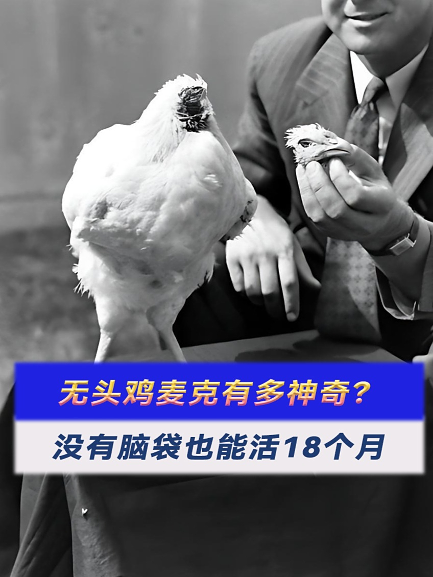 无头鸡麦克有多神奇?没有脑袋也能活18个月,最终死因让人意外