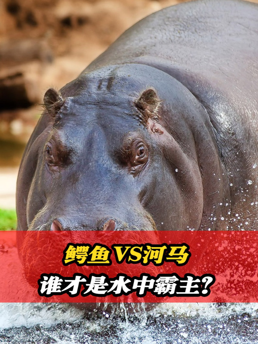鳄鱼明明是吃荤的,为什么不吃河马?谁才是真正的水中霸主?