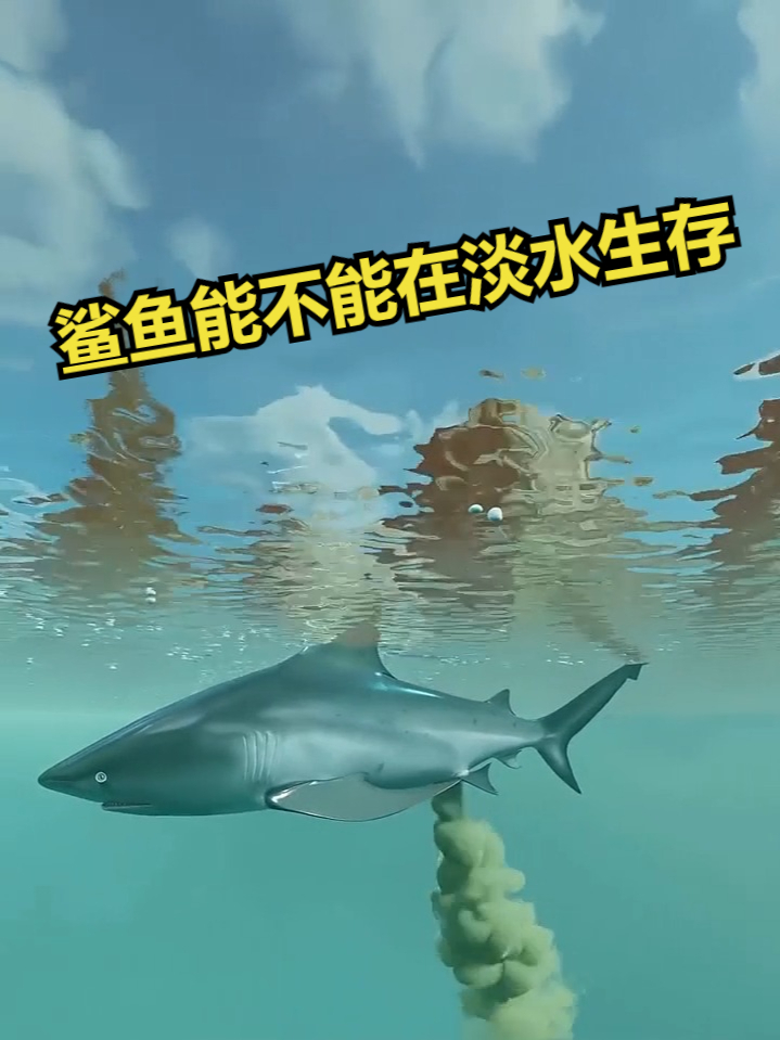 鲨鱼能不能在淡水生存