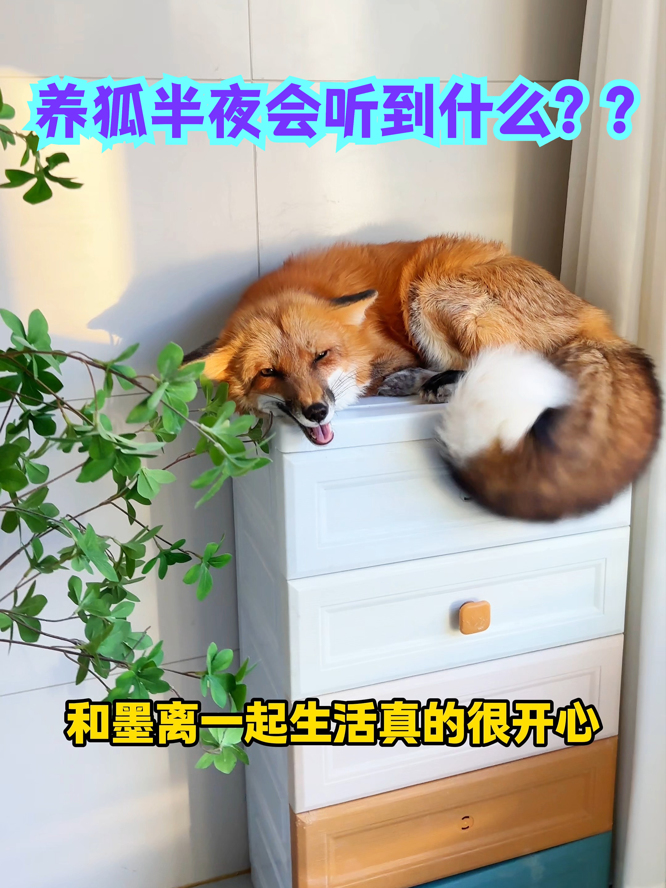 养狐狸每天半夜都会听到的声音