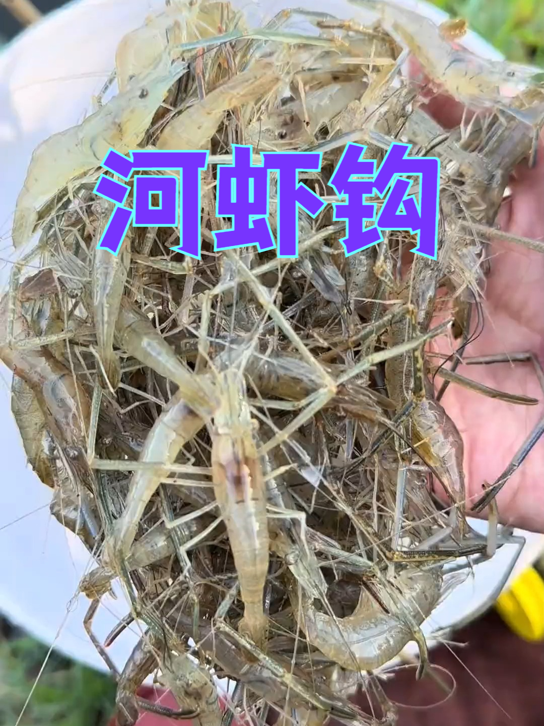 钓河虾,用上这套虾钩线组,挂上蚯蚓扔出去就可以了!