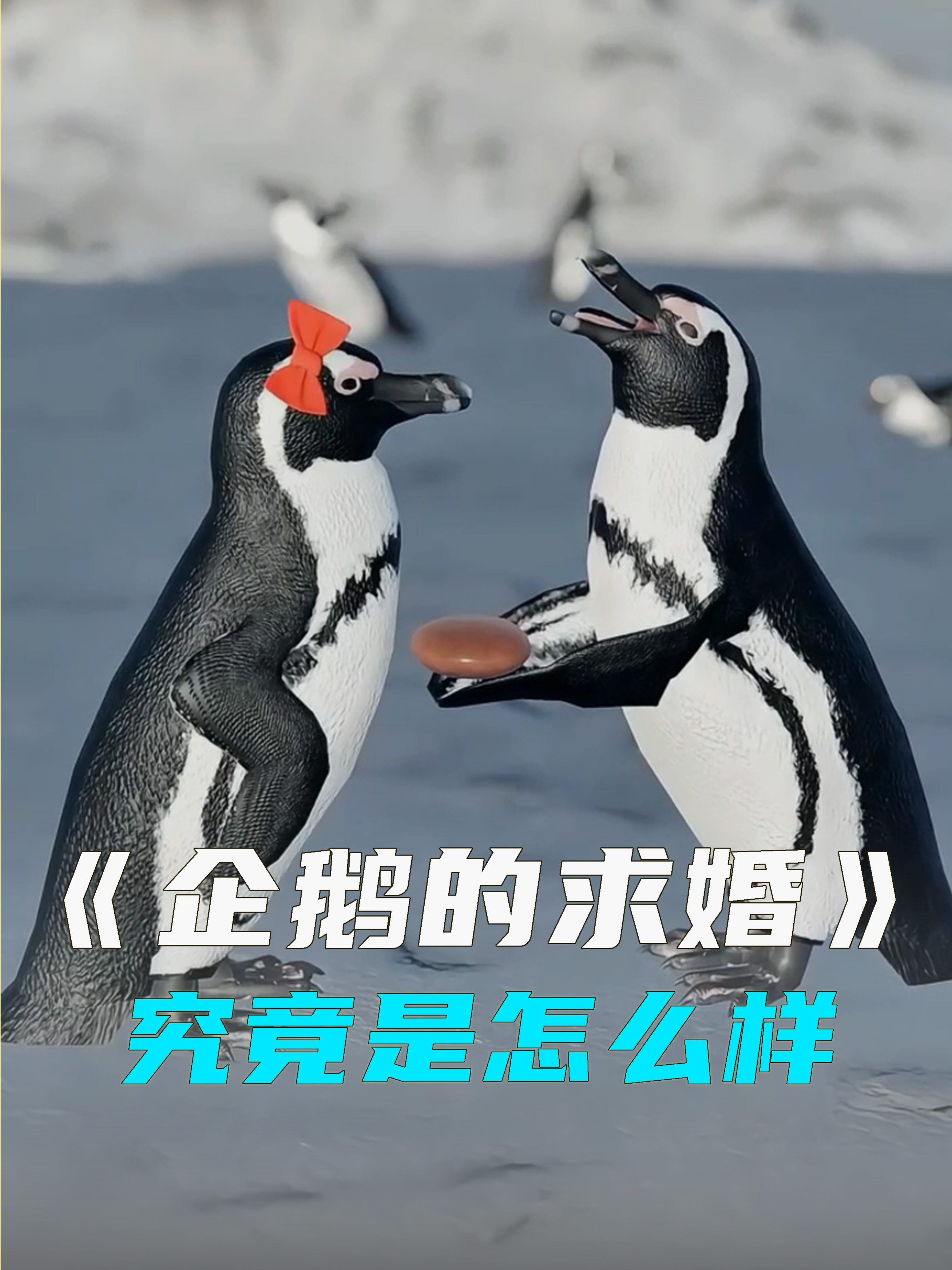 企鹅是如何找对象?