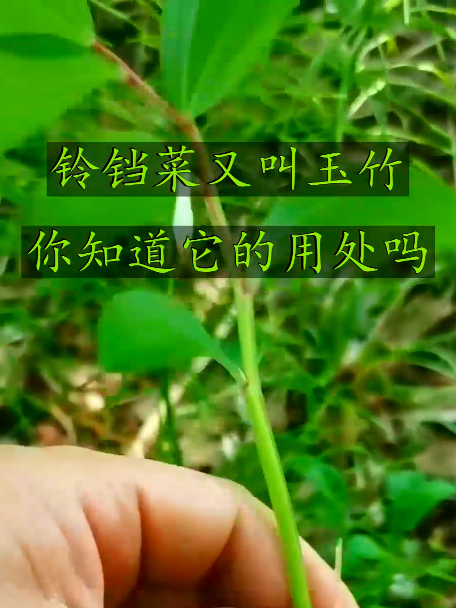 铃铛菜学名玉竹,助力身体状态稳稳在线,让气色越来越好