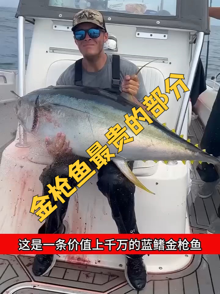 金枪鱼最贵的部分