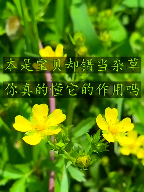 蛇含委陵菜也叫五皮风,舒缓不适有妙招,你知道吗?