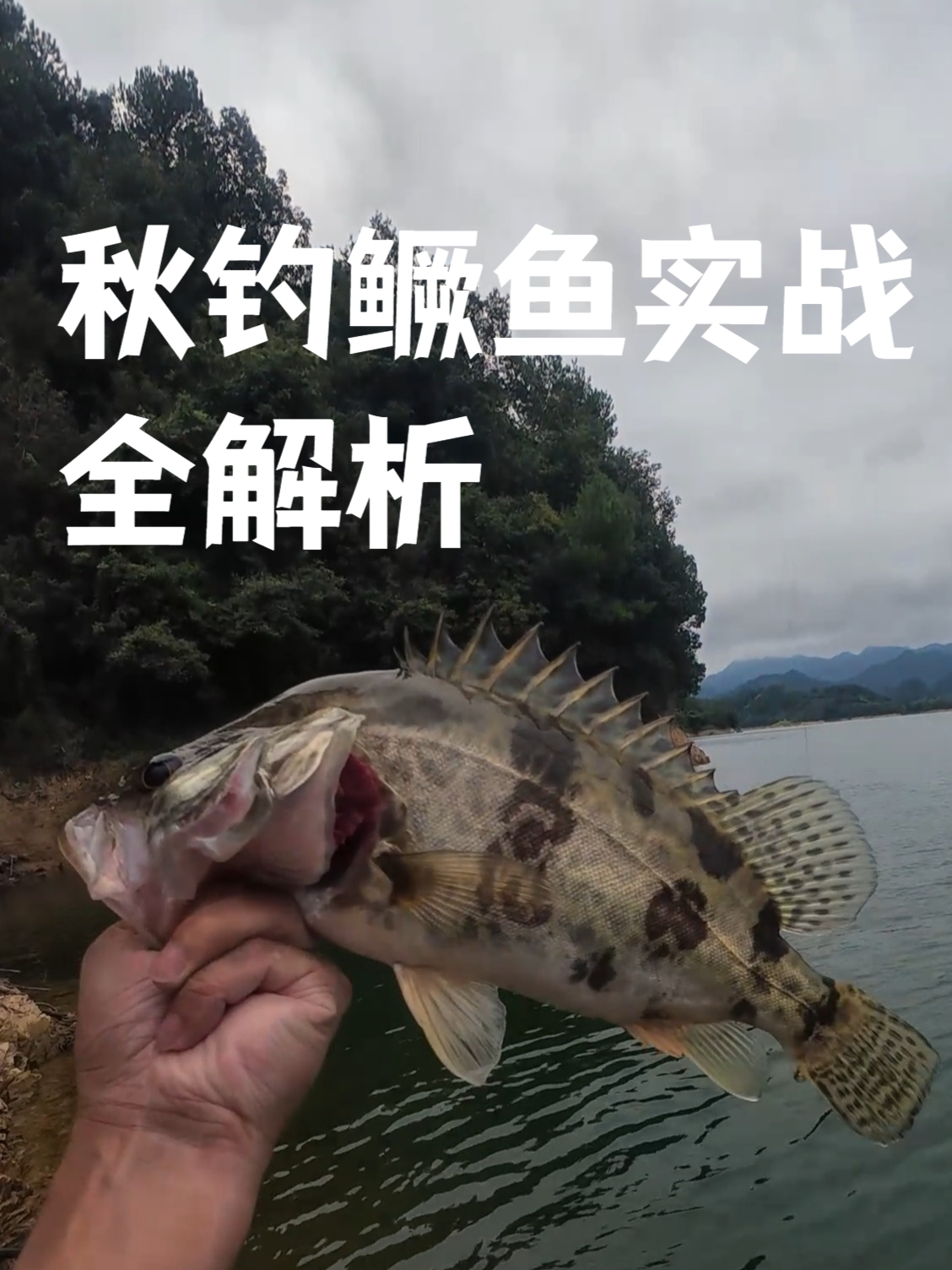 秋钓鳜鱼实战全解析。钓给你看