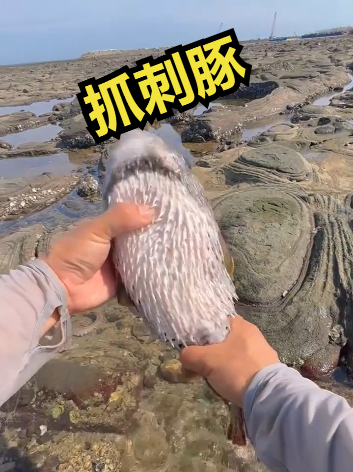 赶海觅食,抓刺豚