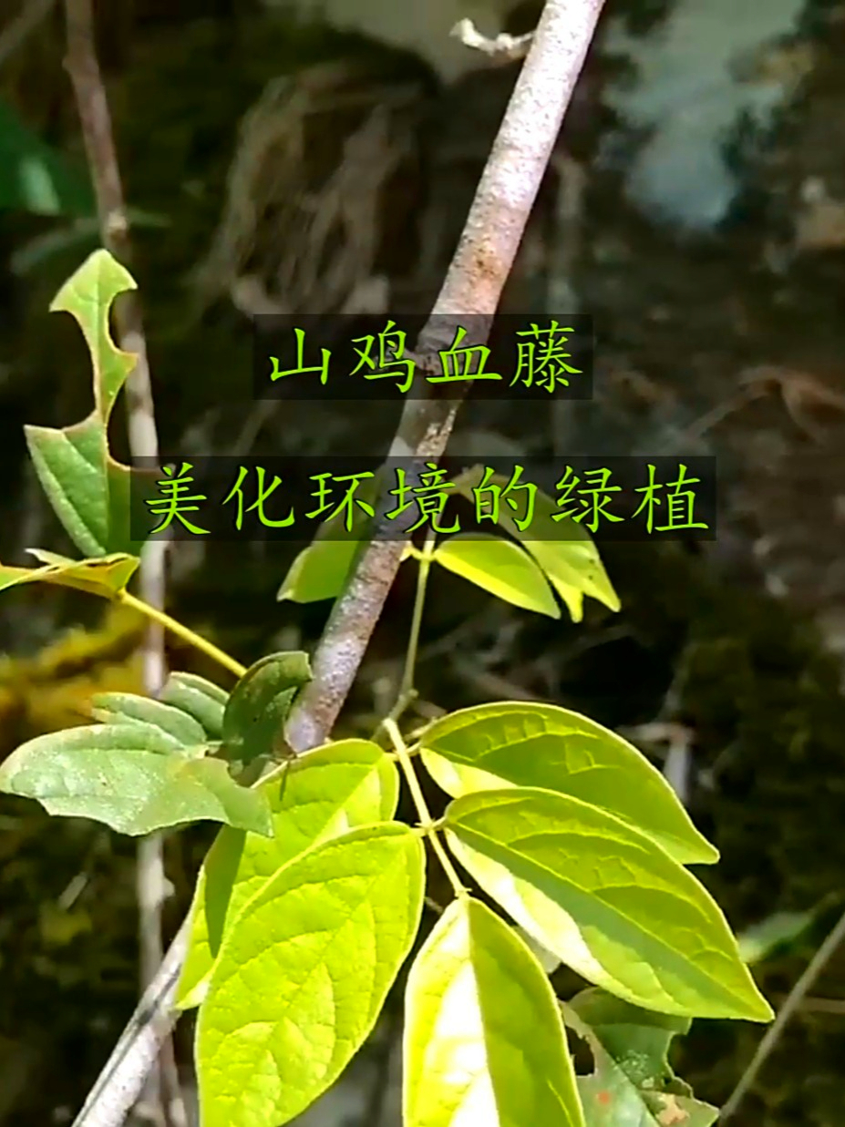 山鸡血藤又叫五叶鸡血藤,五叶模样很吸睛,能助力身体添活力