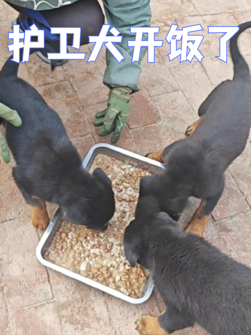 罗威纳开饭了,狗粮和鸡架泥,狗狗的最爱