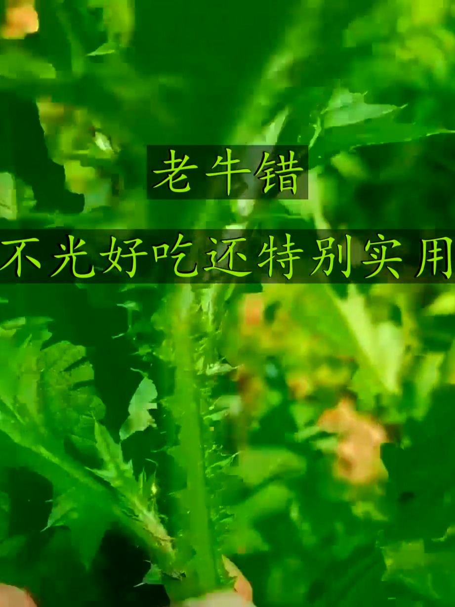 老牛错真奇妙,助力身体更舒畅,日常养护超在行