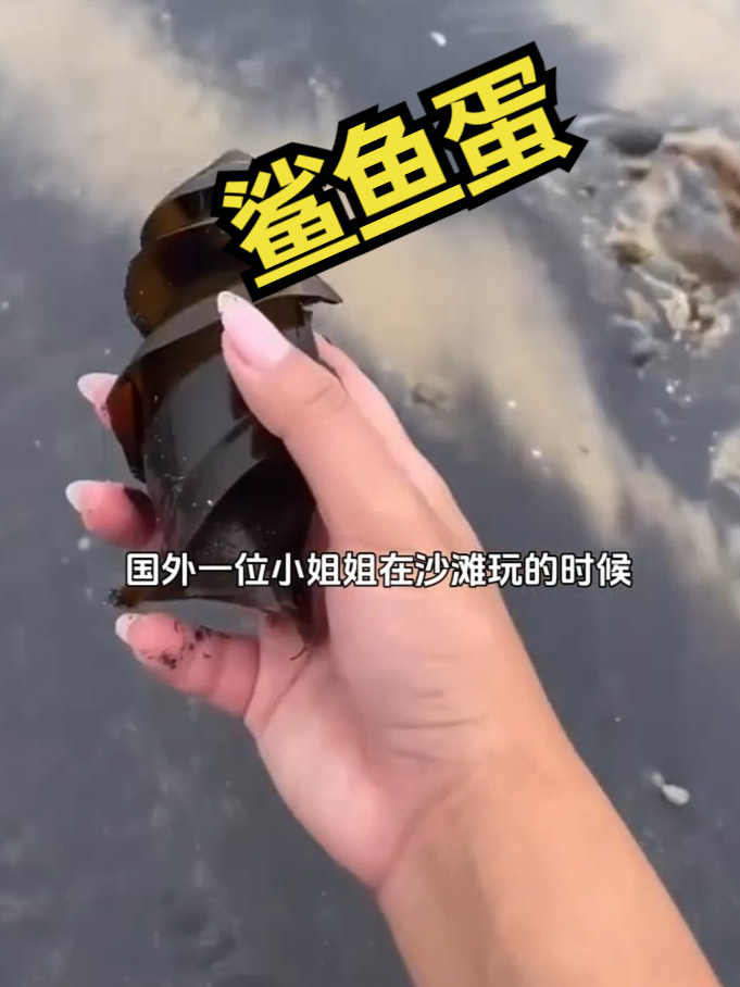 这样的鲨鱼蛋你们见过吗