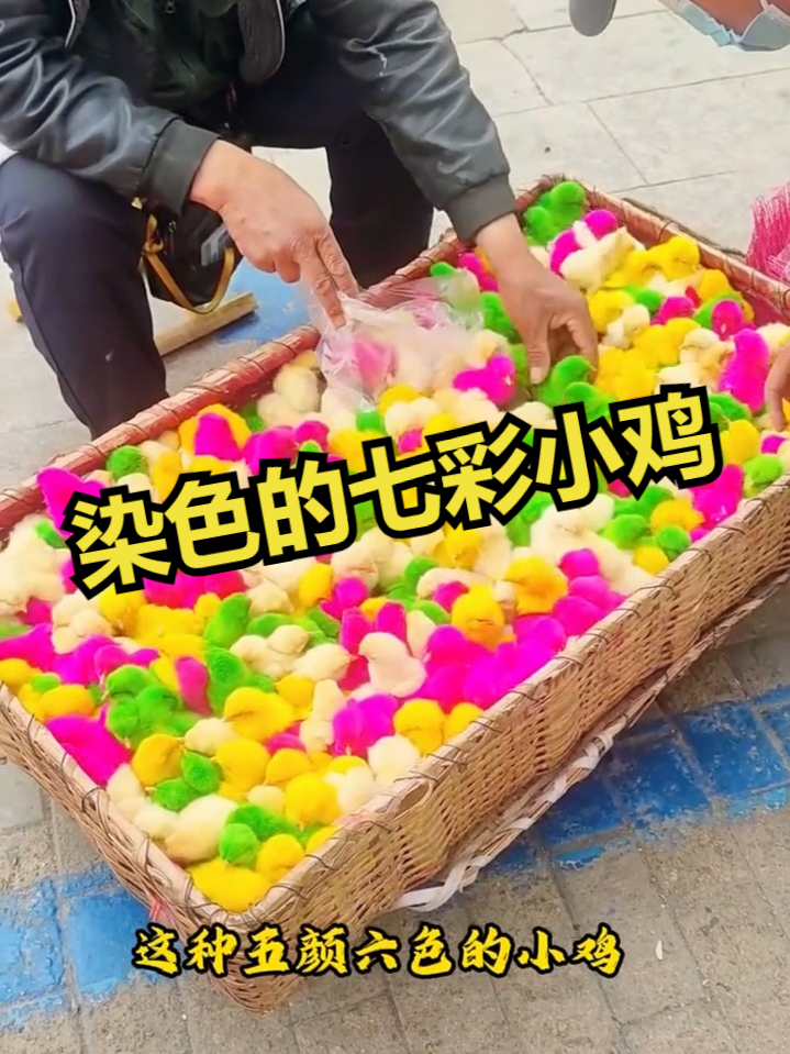 染色的七彩小鸡!