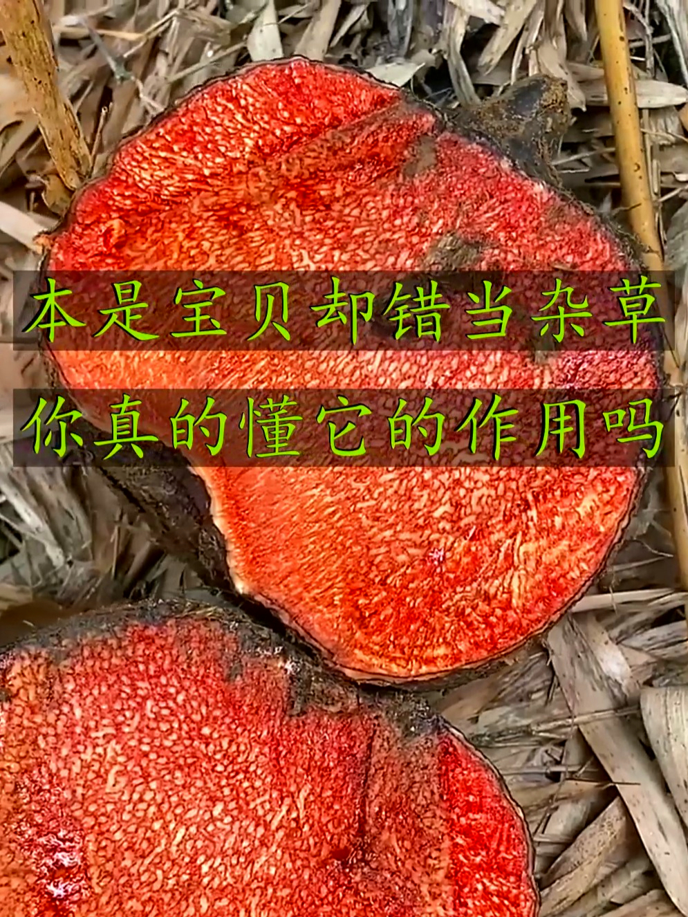 薯莨也叫鸡血莲,调经养颜挺在行,这些作用懂了吗?