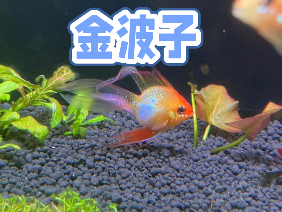 金波子繁殖为什么那么难!