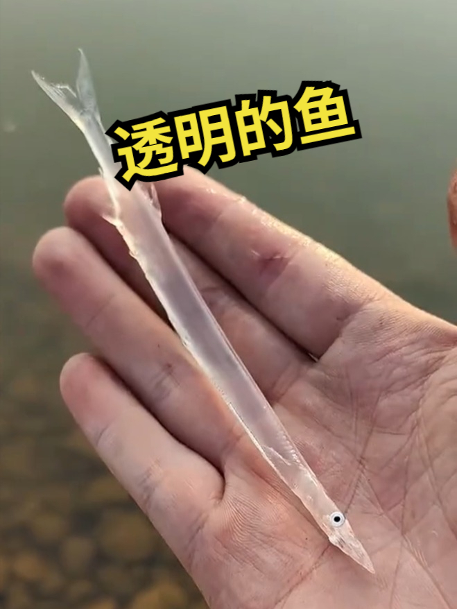 你知道这种浑身上下都是透明的鱼吗