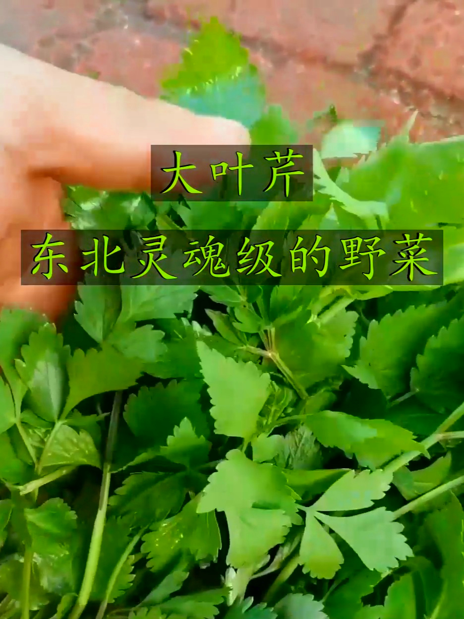 大叶芹这东北灵魂野菜，营养丰富很健康，做法多样超百搭