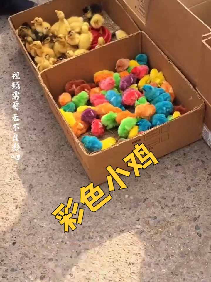 彩色小鸡